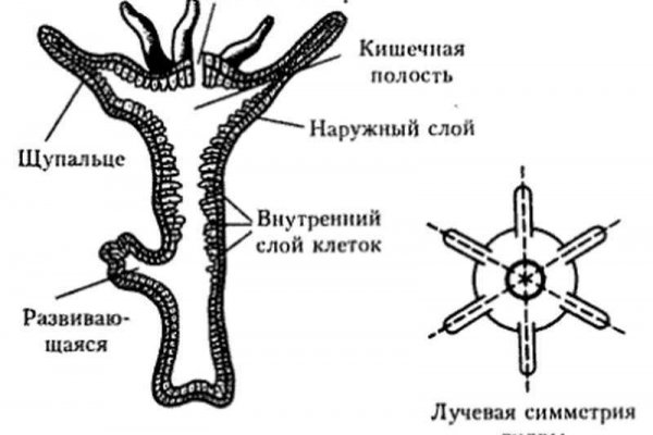 Kra33at